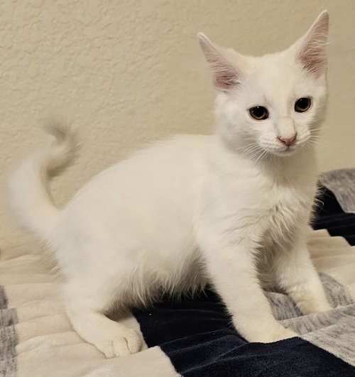 Miso