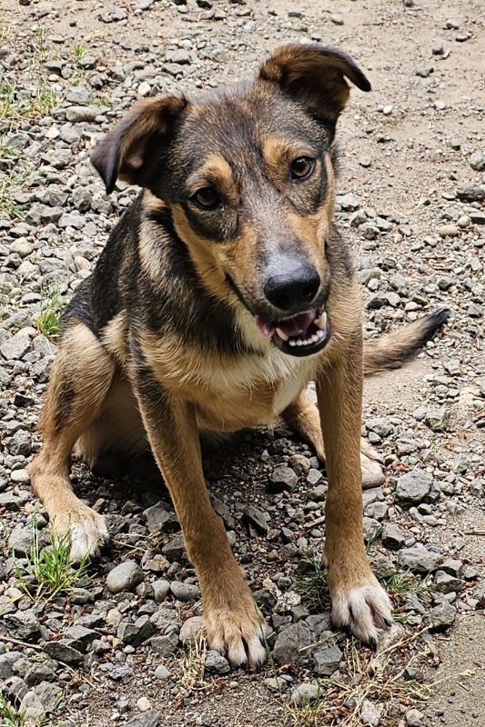 adoptable Dog in Olalla, WA named Davina