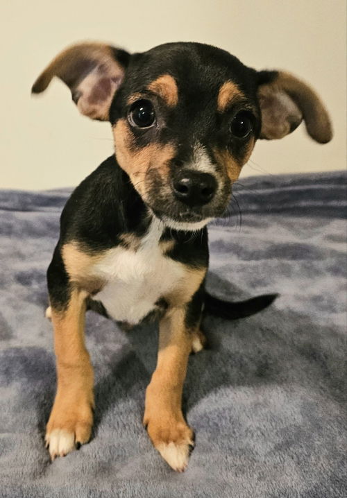 Theodore