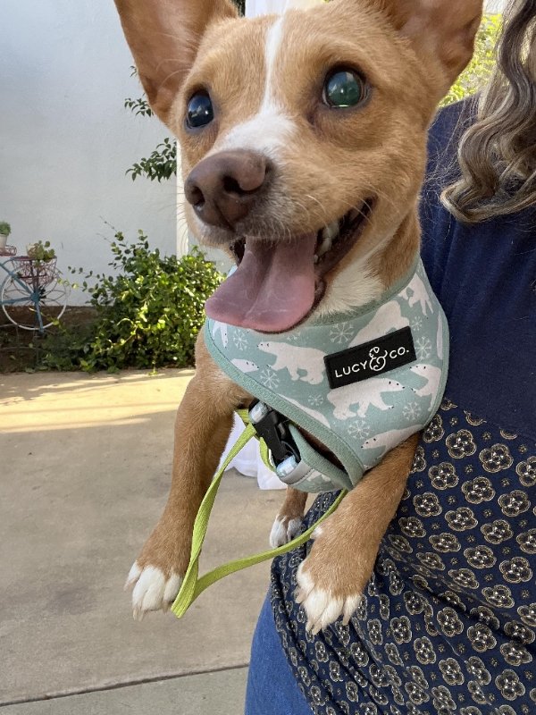 adoptable Dog in Olalla, WA named Patrick