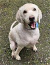 adoptable Dog in , WA named Odie