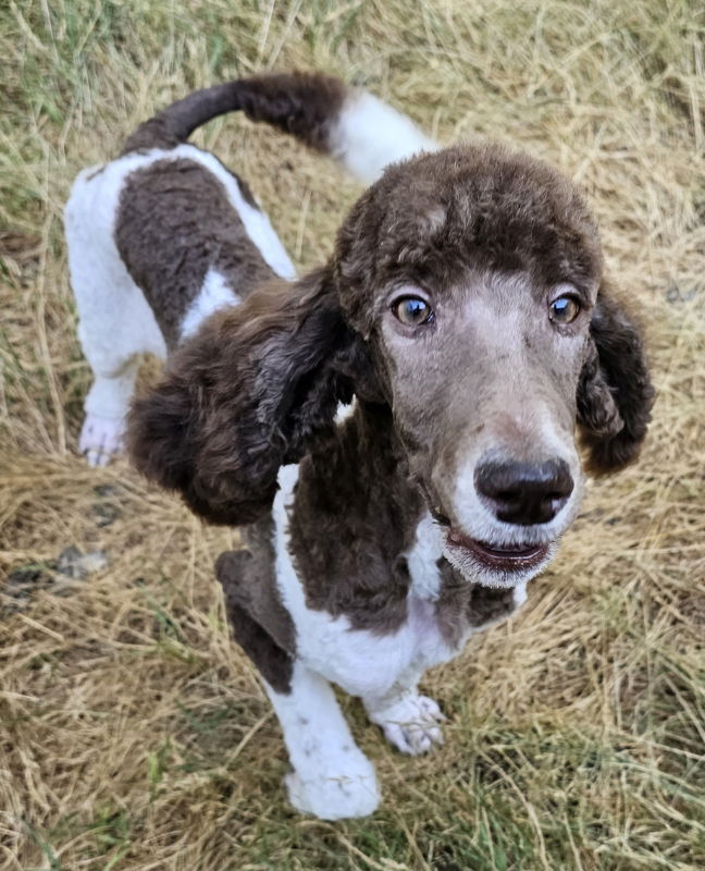 adoptable Dog in Olalla, WA named Dalton