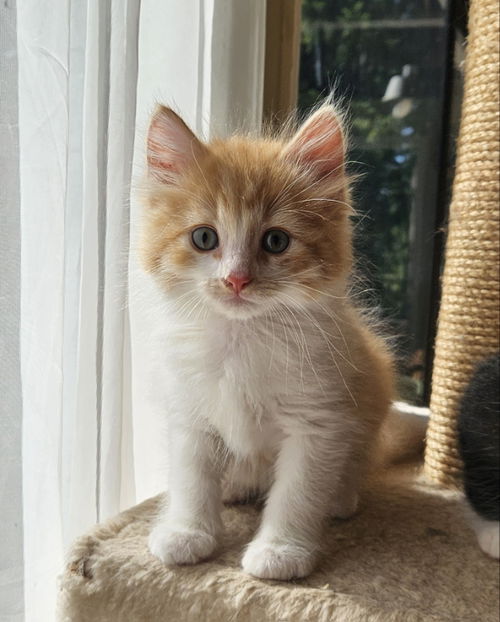 Thomas
