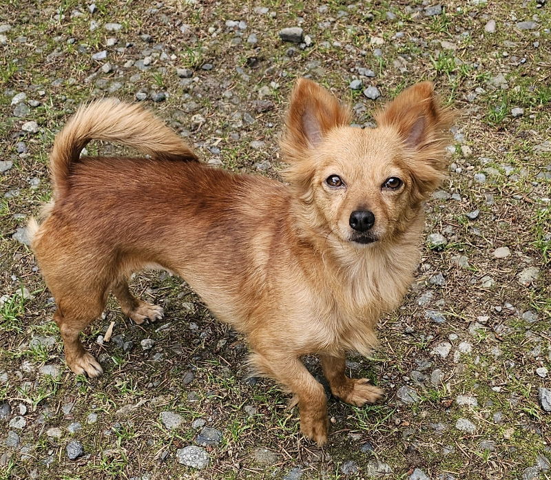 adoptable Dog in Olalla, WA named Fiona