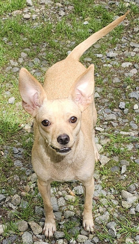 adoptable Dog in Olalla, WA named Ellie