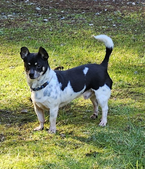 Roscoe