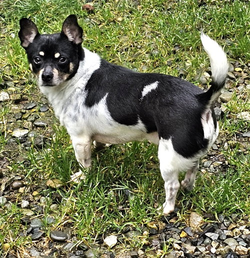 Roscoe