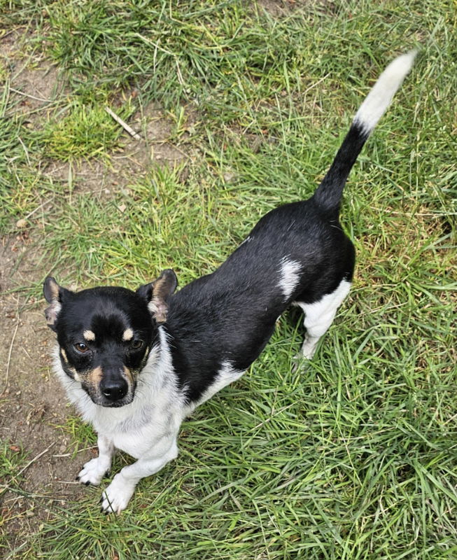 adoptable Dog in Olalla, WA named Roscoe