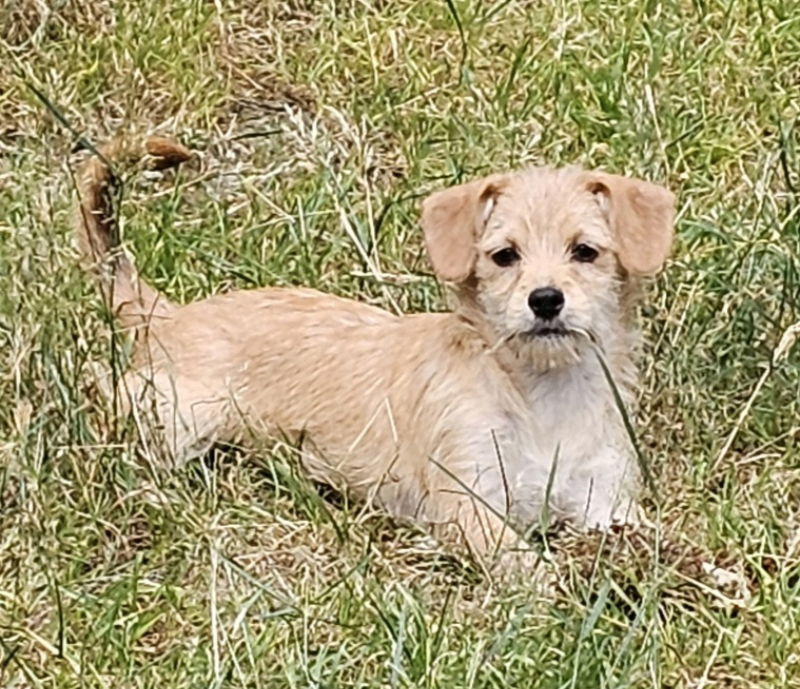 adoptable Dog in Olalla, WA named Coralie