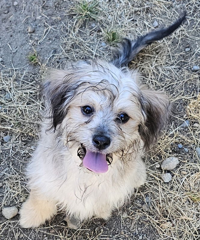 adoptable Dog in Olalla, WA named Chelsea