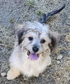 adoptable Dog in , WA named Chelsea