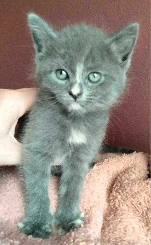 Willow