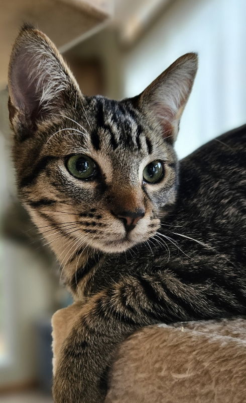 adoptable Cat in Olalla, WA named Greta