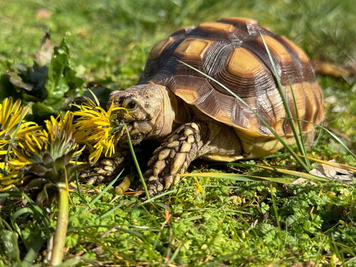 Squirt