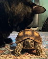 Squirt