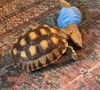 Squirt