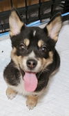 FOSTER HOMES NEEDED