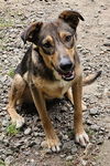 FOSTER HOMES NEEDED