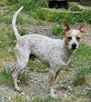 FOSTER HOMES NEEDED