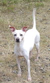 Josie