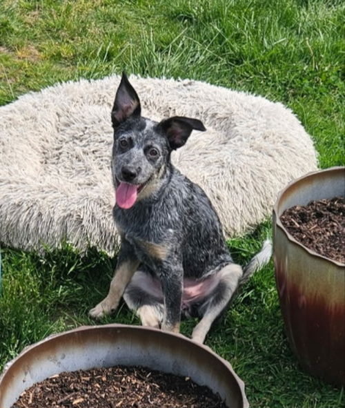 picture of the dog needing adoption