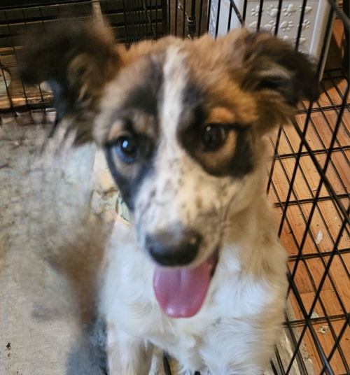 Sadie