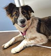Sadie