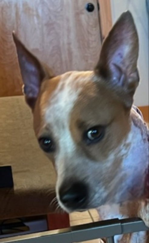 Nolan