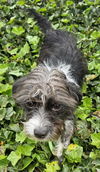 Duncan