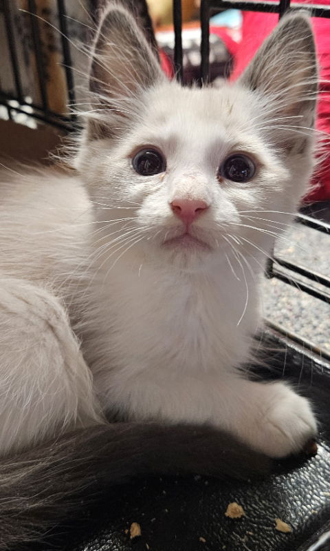 Vinnie