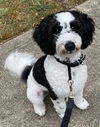 Milo