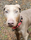 Auggie