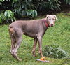 Auggie