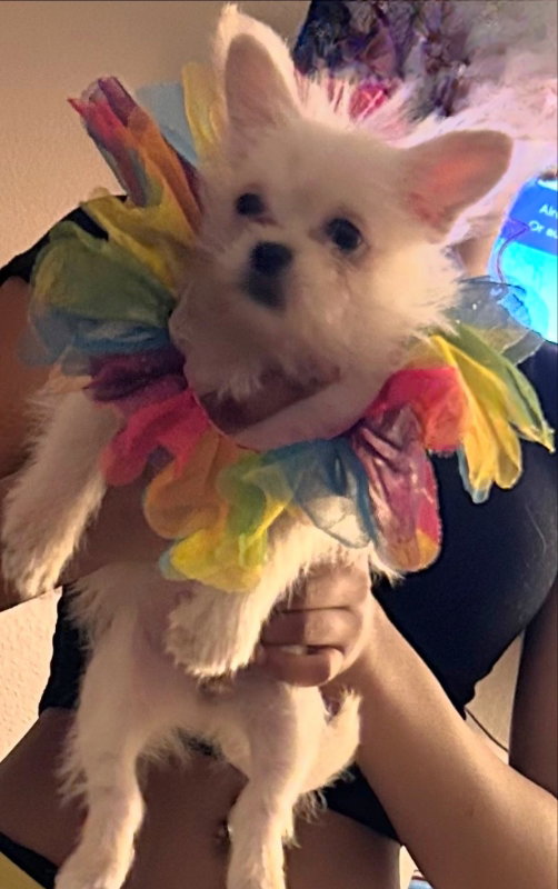 Nanette