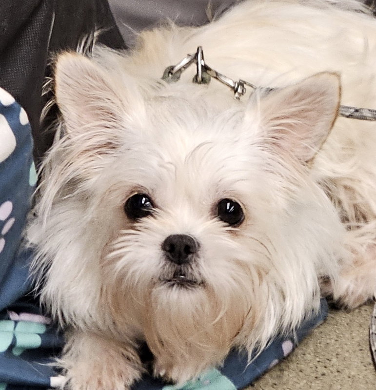 Nanette Image