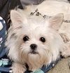 Nanette