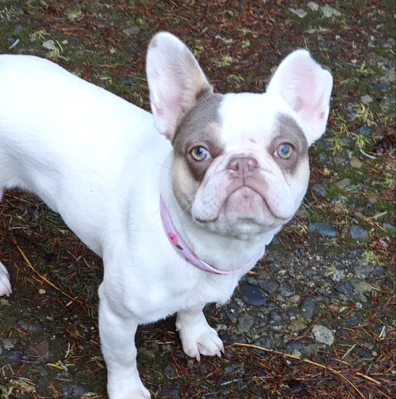 Aubrey - French Bulldog
