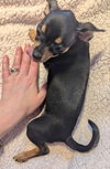 Jolie