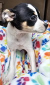 JRT G2