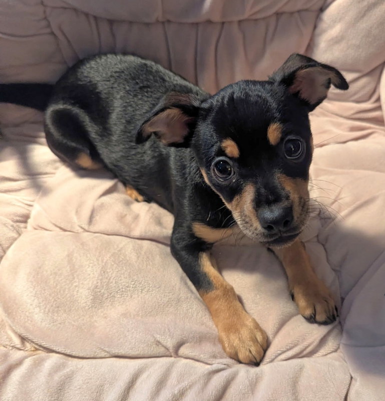 Janie Image