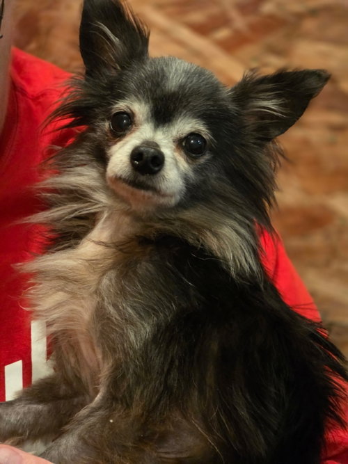 Rocky, an adoptable Chihuahua in Olalla, WA