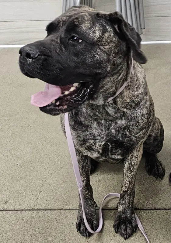 Begonia - Cane Corso Mastiff