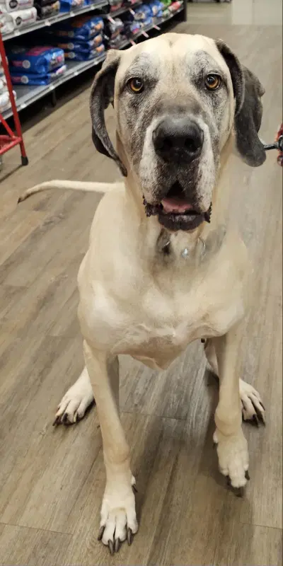 Scooby - Great Dane