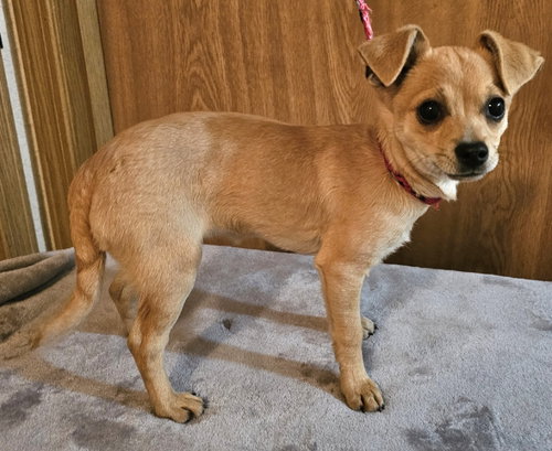 Carly, an adoptable Chihuahua in Olalla, WA