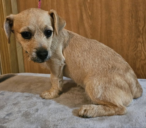 Cassie, an adoptable Chihuahua in Olalla, WA