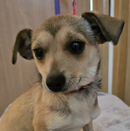 Capri, an adoptable Chihuahua in Olalla, WA