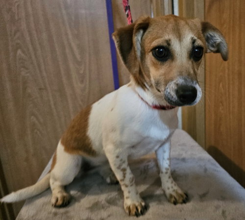 Francine, an adoptable Terrier in Olalla, WA
