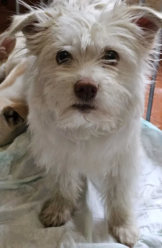 Lizzie image 4
