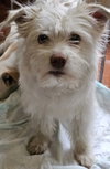 Lizzie