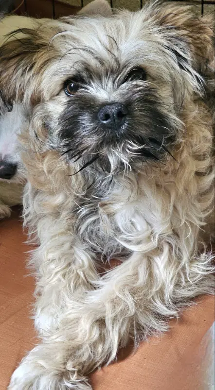 Gillian - Terrier